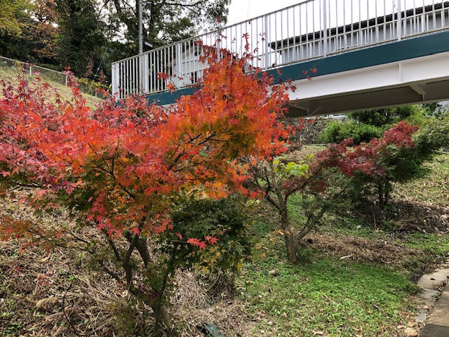 紅葉です。